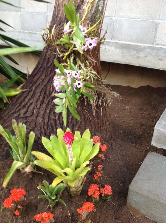 Braunes Guest House Nova Friburgo Exterior foto